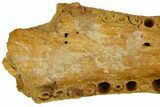 Crocodilian Upper Jaw (Skull) Section - Kem Kem Beds, Morocco #145800-9